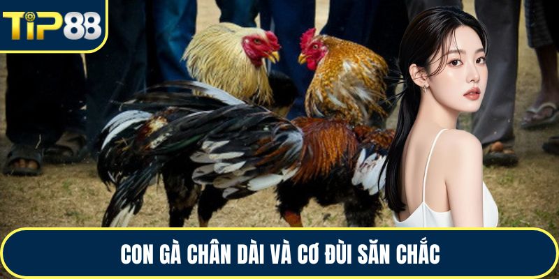 Con gà chân dài và cơ đùi săn chắc
