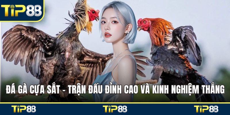 Đá gà cựa sắt