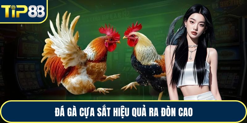 Đá gà cựa sắt hiệu quả ra đòn cao