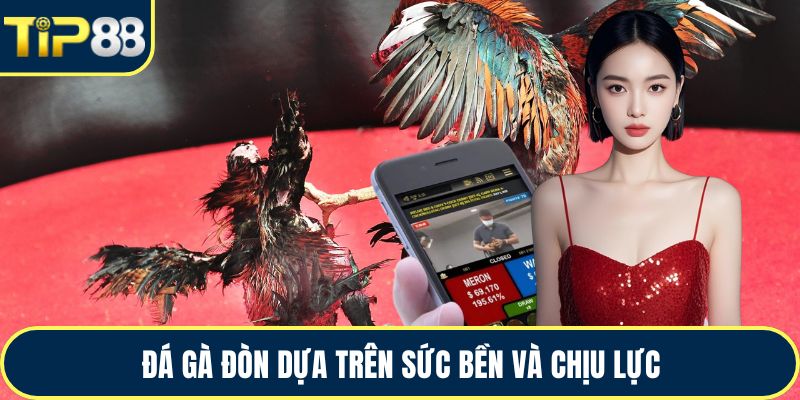 Đá gà đòn dựa trên sức bền và chịu lực