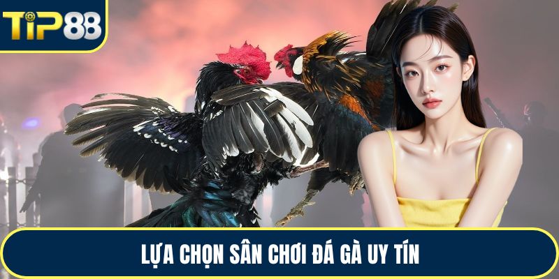 Lựa chọn sân chơi đá gà uy tín