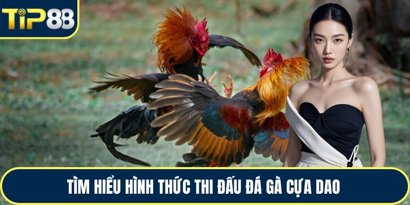 Tìm hiểu hình thức thi đấu đá gà cựa dao 
